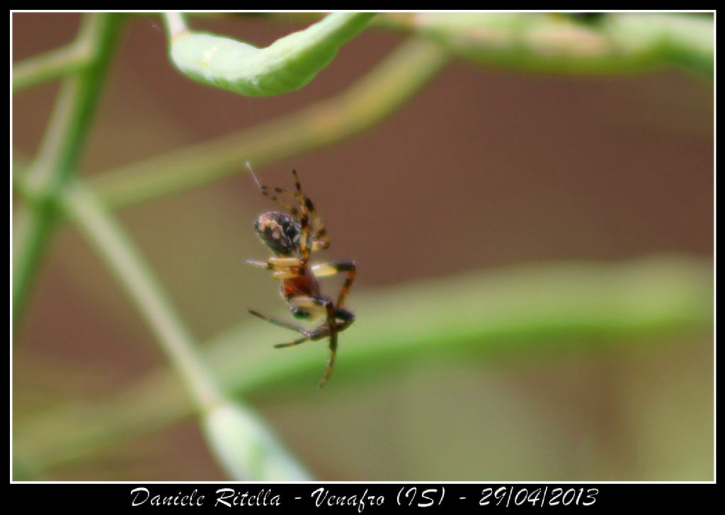 Larinionides sp. - Venafro (IS)